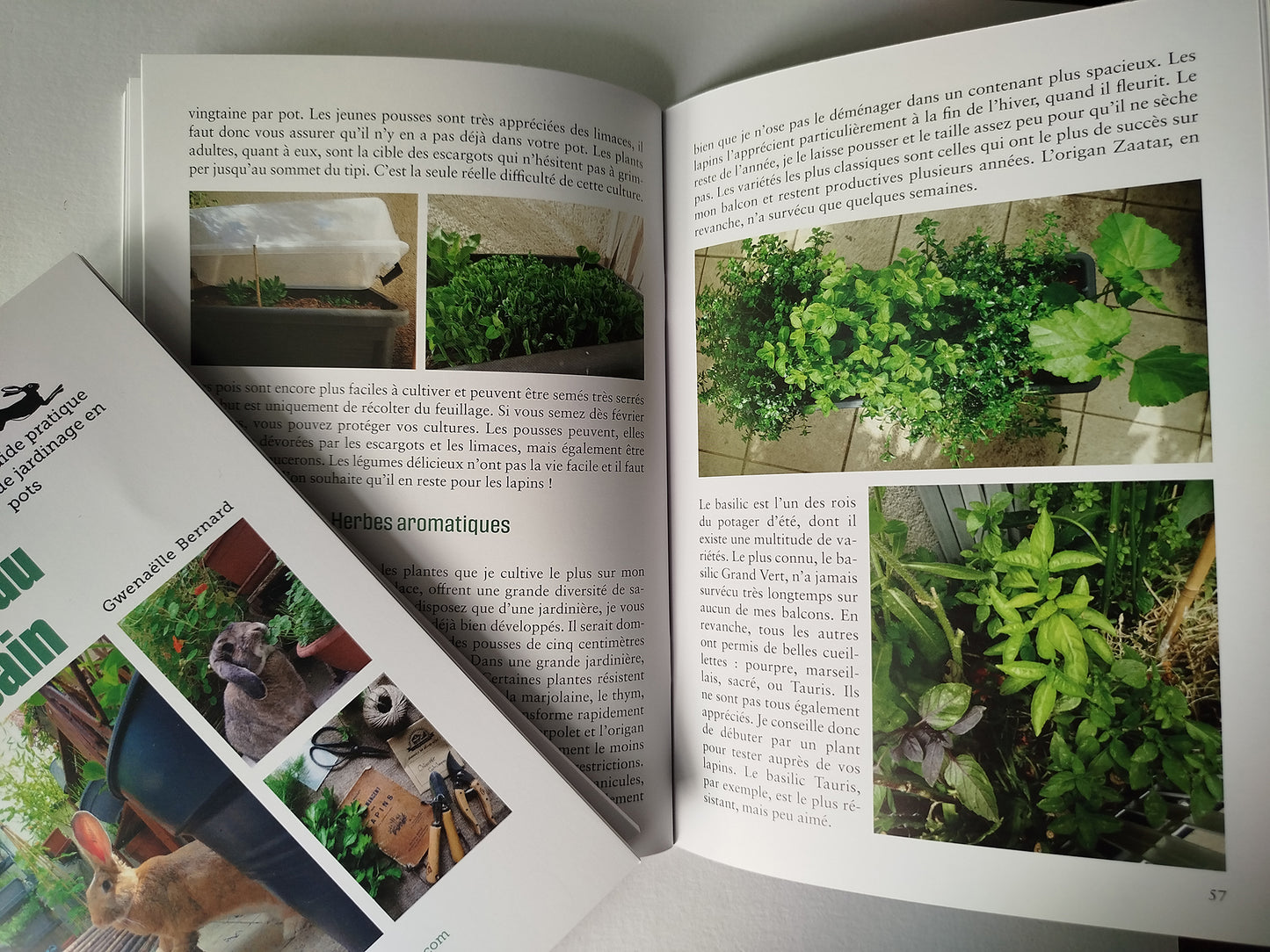 Le potager du lapin urbain