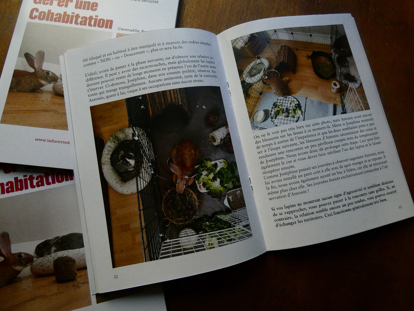 Gérer une cohabitation - Guide de cohabitation du lapin de compagnie. Gwenaëlle Bernard