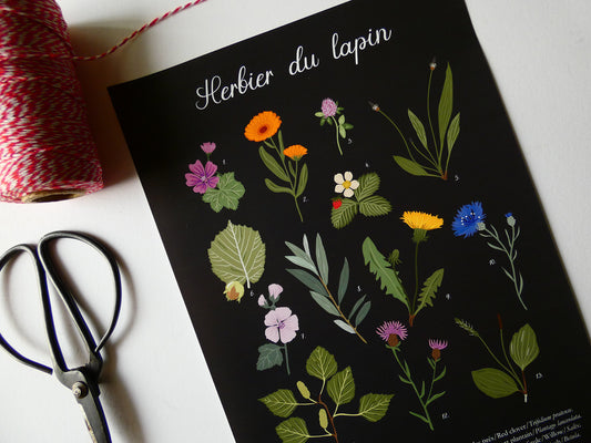 Herbier du lapin