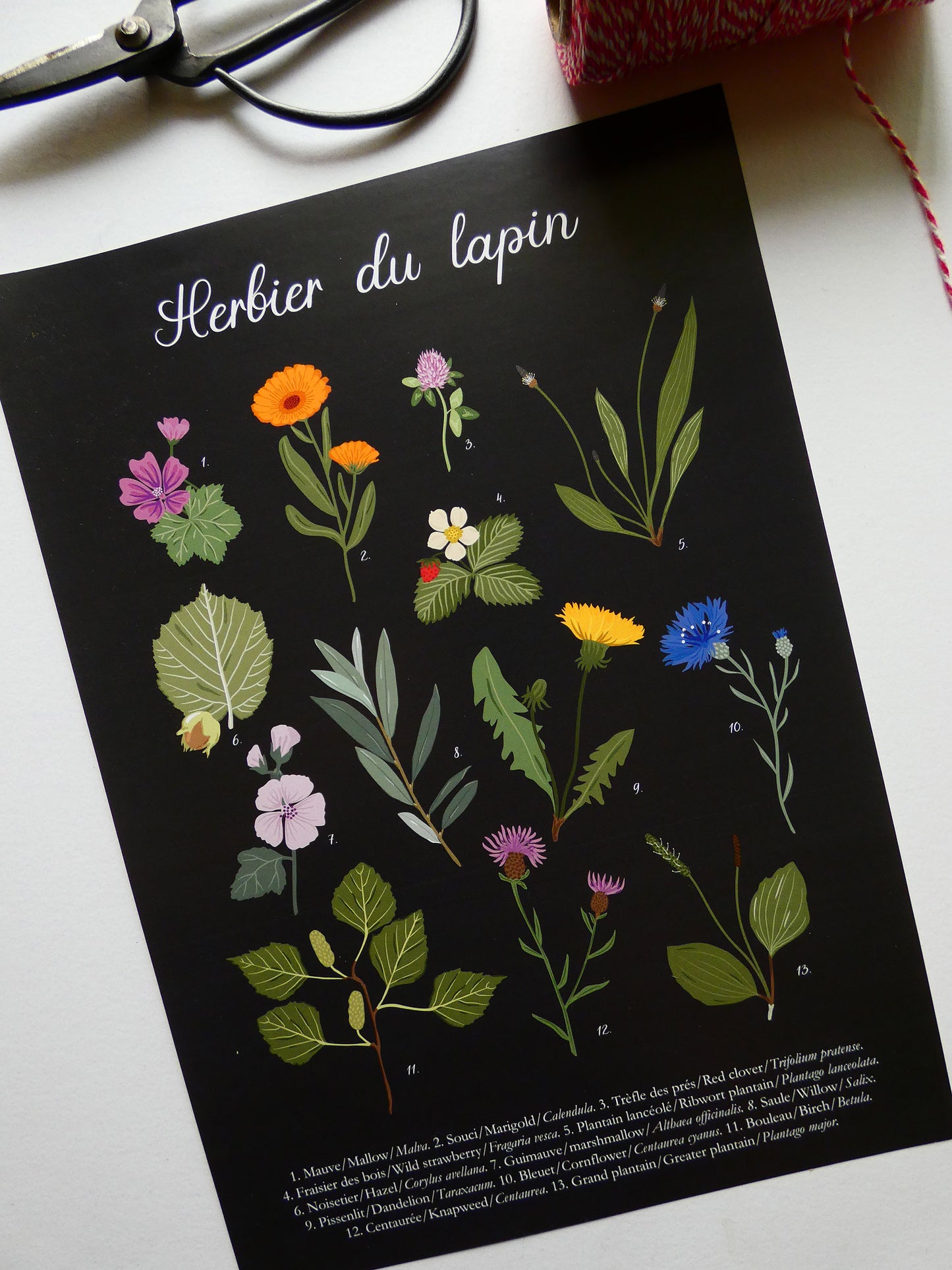 Herbier du lapin