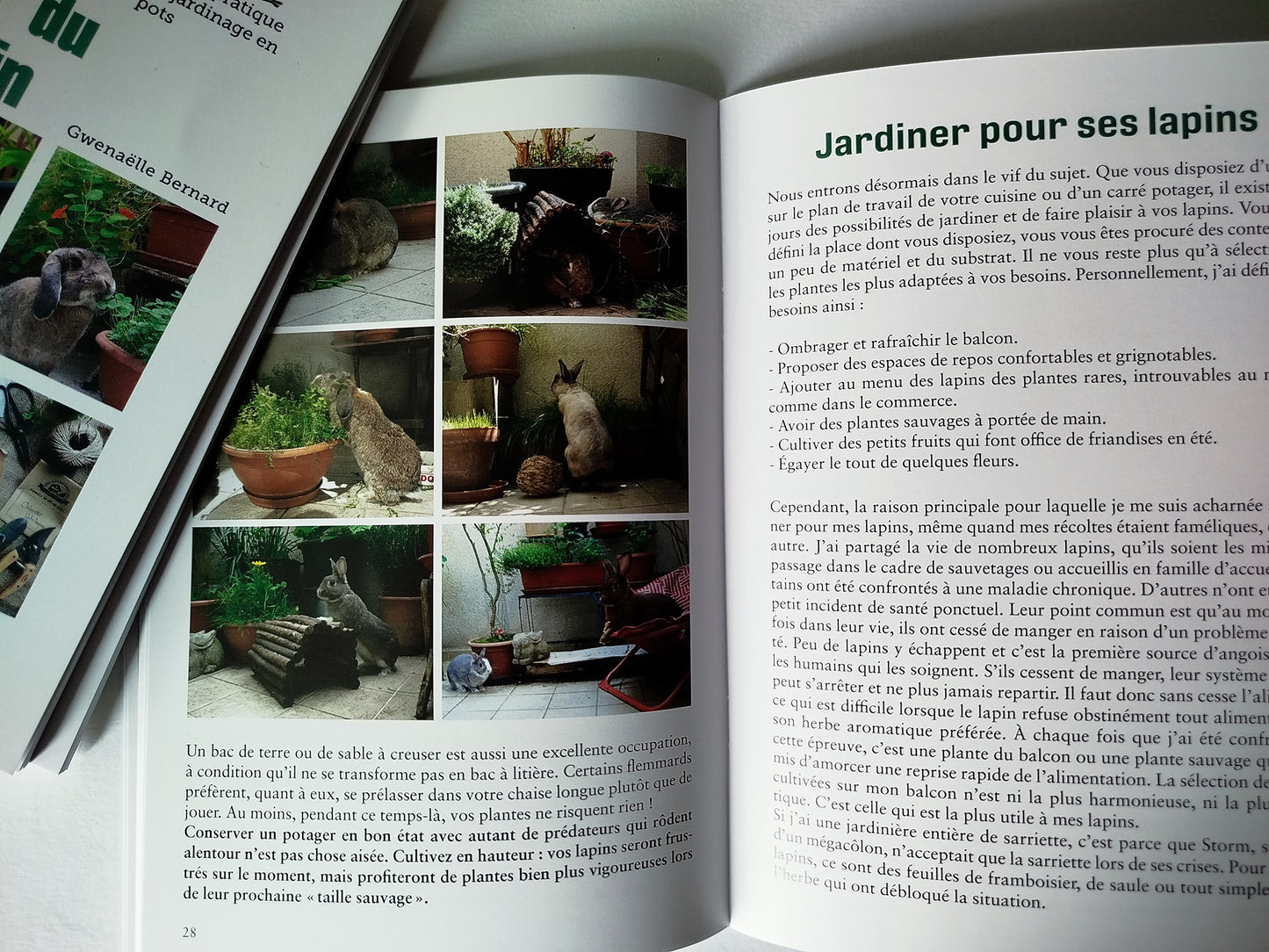 Le potager du lapin urbain