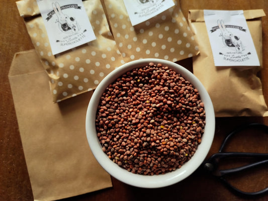 Graines de radis fourrager pour lapin